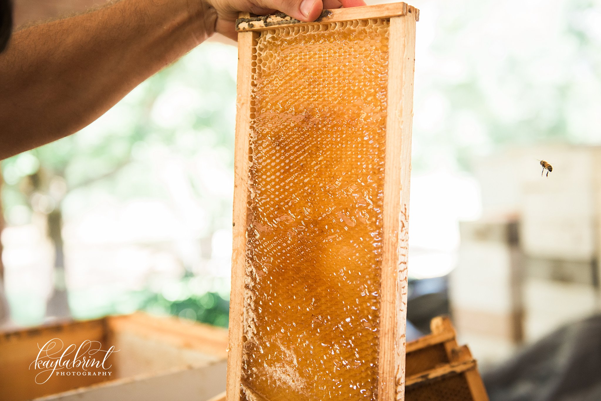 The Honey Harvest Bee Keeping
