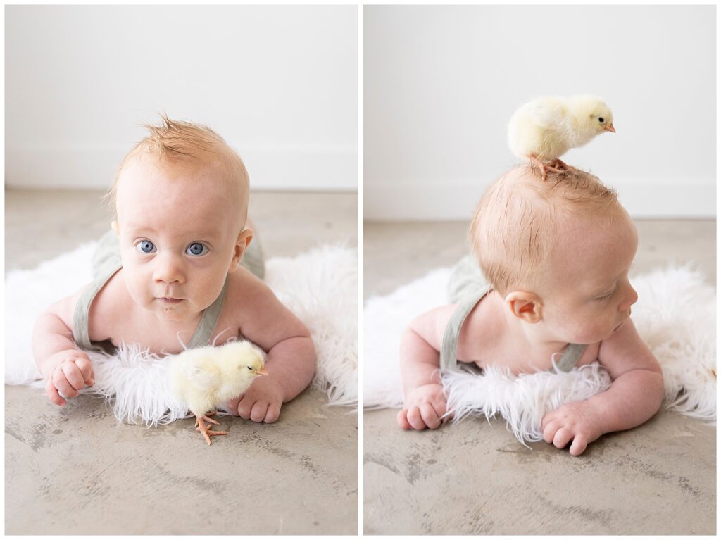 Kayla Brint Photography Heirloom Baby Chicks Session 