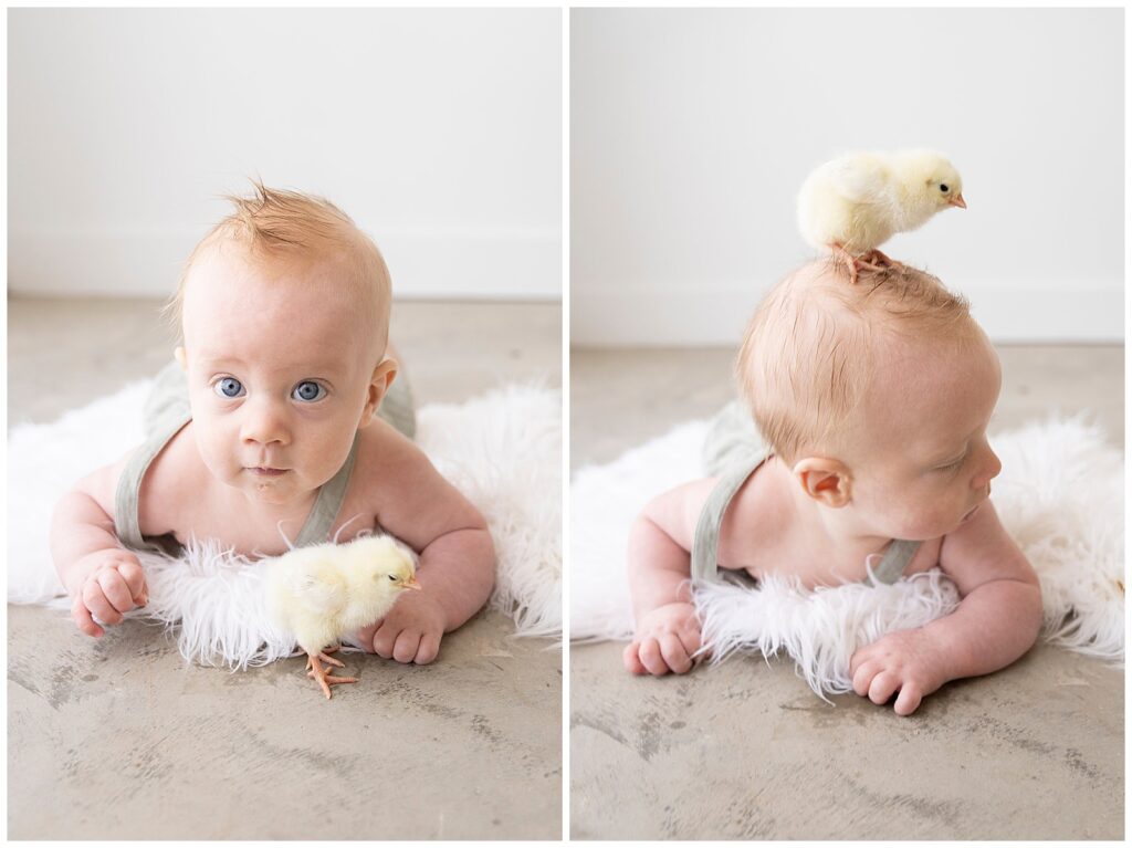 Kayla Brint Photography Heirloom Baby Chicks Session